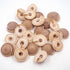 Natural Tan Spiral Sundial Shells